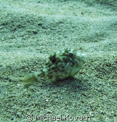 A lone Toby on the sand East of the Inside Reef at Lauder... by Michael Kovach 